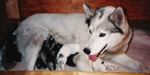 Ginger with her puppies sired by Blunder