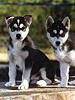 Hugi & Kara as pups
